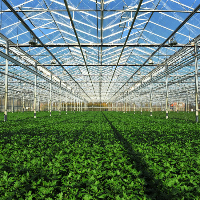 resilient crops